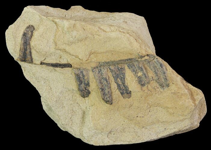 Pennsylvanian Fossil Fern (Alethopteris) - Kansas #65464